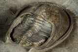 New Type Of Harpes Trilobite - Ouzina, Morocco #355766-5